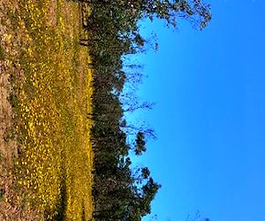 Terreno en litueche 