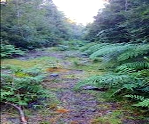 Parcela de bosque nativo lago chapo