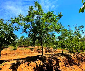 AGRICOLA MAULE - AGRÌCOLA - 15,7 HA San Rafael