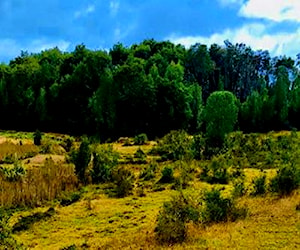 Parcelas en Laguna Quemchi, Chiloé