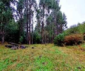 43 Ha, Campo Forestal, Sector Toltén, Araucanía