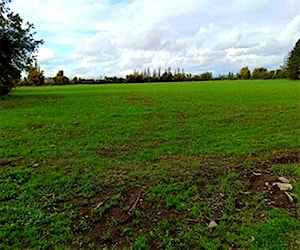 CAMPO TERRENO, 27 Ha EN YERBAS BUENAS - AGRICOLA