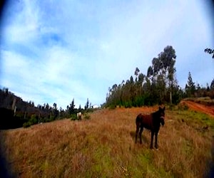 Parcela de 5000 mts2 sector Cancha Montero