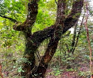 parcelas de bosque nativo