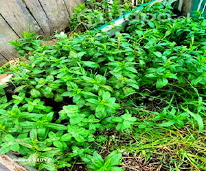 Yerba buena y menta