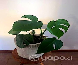 Monstera Deliciosa