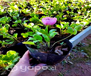 Hermosos Ranunculus