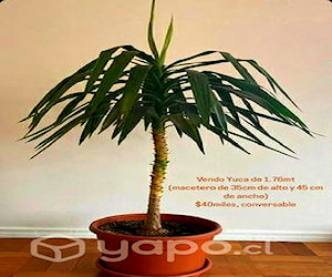 Planta yuca macetero