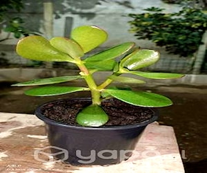 Suculenta planta jade