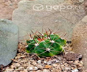 Cactus de colección