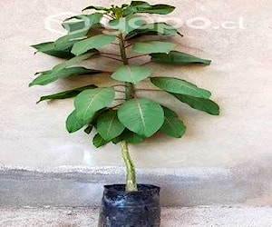 Árbol OMBU 1,50 cm .Excelente para sombra