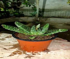 Suculenta gasteria