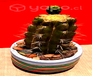 Maceta Cactus Trichocereus Terscheckii