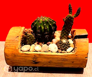 Maceta Madera Mini Arreglo Cactus