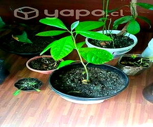 2 plantas de paltas