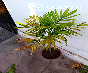 Palmera