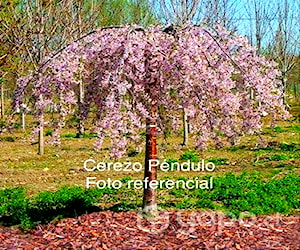 Cerezo Péndulo en flor