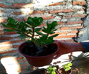 Árbol de Jade