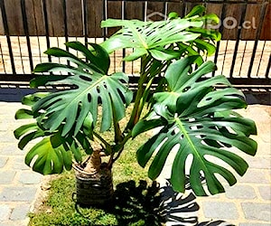 Filodendro Monstera Deliciosa, Costilla Adán