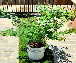 Árbol Damasco (Frutal)