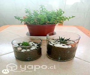 Plantas con maceta de vidrio reciclado