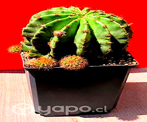 Maceta Cactus Echinopsis