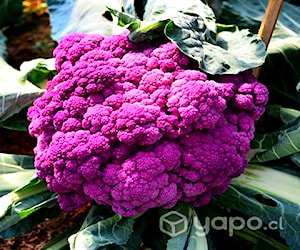 Semilla coliflor morado de Sicilia