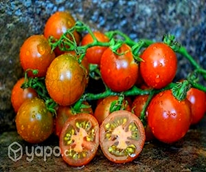 Semilla de tomate capuchino