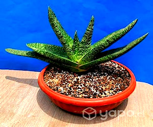 Maceta Suculenta Gasteria Excelsa