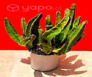 Suculenta Stapelia Gigantea