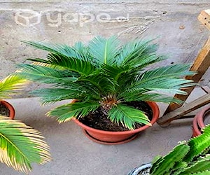 Palmera