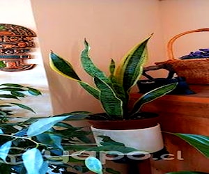 Planta Sansevieria trifasica