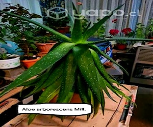 Planta aloe vera