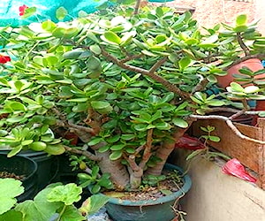 Árbol de jade grande abundancia y prosperidad