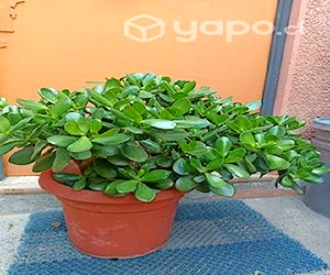 Árbol de jade planta para abundancia y prosperidad