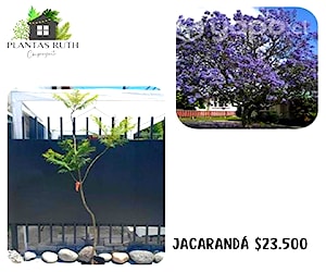 Jacaranda