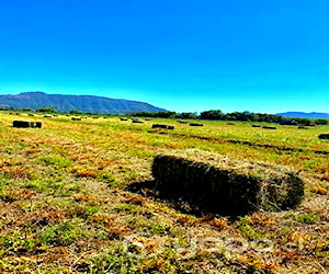 Fardo 100% Alfalfa, San Clemente