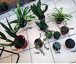 Varias plantas