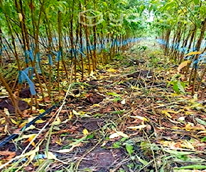 Plantas de durazno conservero