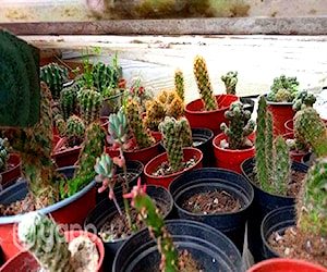 Variedad de cactus