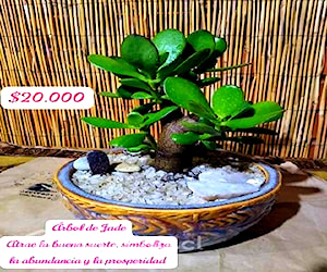 Plantas decorativas