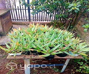 plantas de aloevera