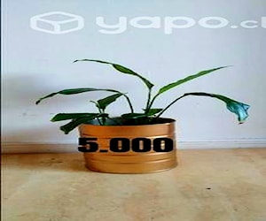 Plantas variadas