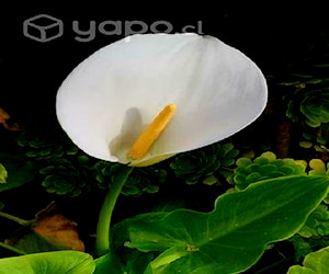 Bonitas plantas de calas blancas