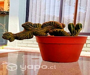 Cactus Cerebro varios tamaños