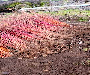 Plantas de frambuesas