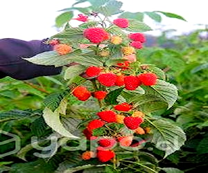 Plantas de frambuesa regina