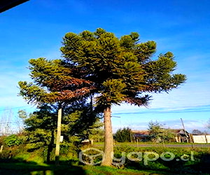 Araucaria para condominio