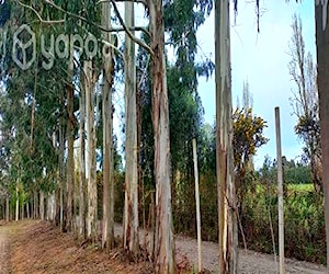 Planta de Eucalipto glóbulos