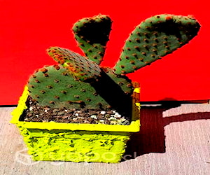 Cactus Opuntia Microdasys